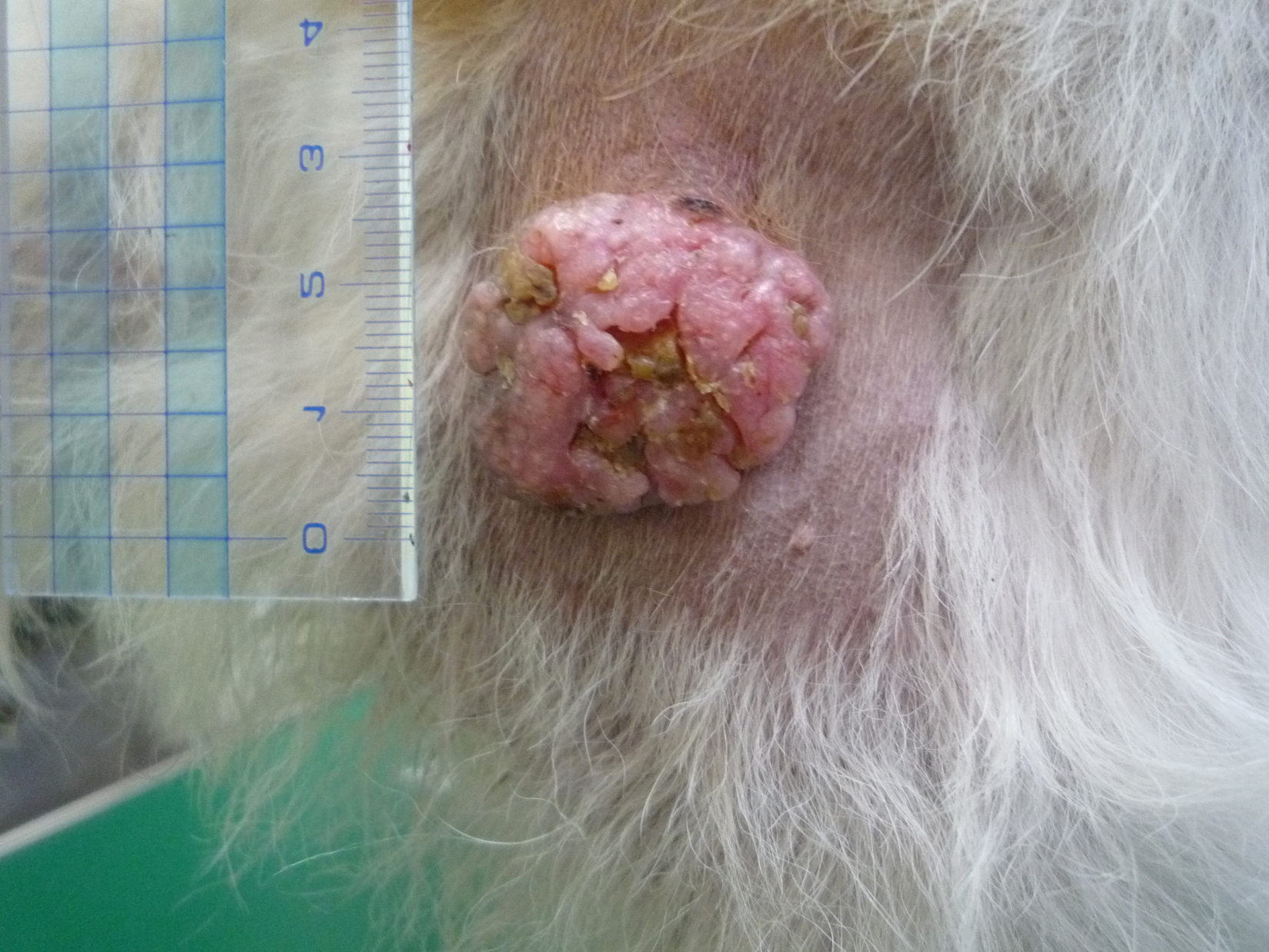 老犬の皮ふ腫瘍切除